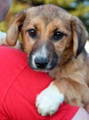 Mh Litter Lilly - ADOPTED 05.20.13