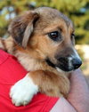 Mh Litter Lilly - ADOPTED 05.20.13