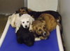 Mh Litter Lilly - ADOPTED 05.20.13