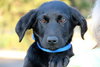 Ph Litter Oreo - ADOPTED 05.30.13