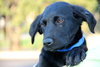 Ph Litter Oreo - ADOPTED 05.30.13