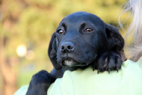 Ph Litter Griffin - ADOPTED 06.04.13