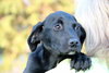 Ph Litter Griffin - ADOPTED 06.04.13