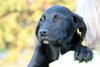 Ph Litter Griffin - ADOPTED 06.04.13