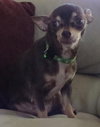 Angel-ADOPTED 06.29.13