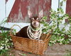 Angel-ADOPTED 06.29.13