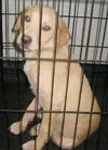 Blondie - ADOPTED 06.11.13
