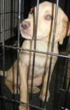 Blondie - ADOPTED 06.11.13