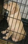 Blondie - ADOPTED 06.11.13