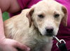 Blondie - ADOPTED 06.11.13