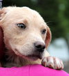 Blondie - ADOPTED 06.11.13