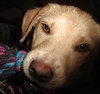 Blondie - ADOPTED 06.11.13