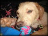 Blondie - ADOPTED 06.11.13
