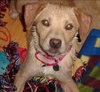 Blondie - ADOPTED 06.11.13