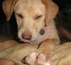 Blondie - ADOPTED 06.11.13