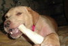 Blondie - ADOPTED 06.11.13