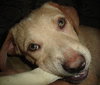 Blondie - ADOPTED 06.11.13