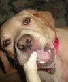 Blondie - ADOPTED 06.11.13