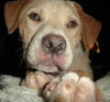Blondie - ADOPTED 06.11.13