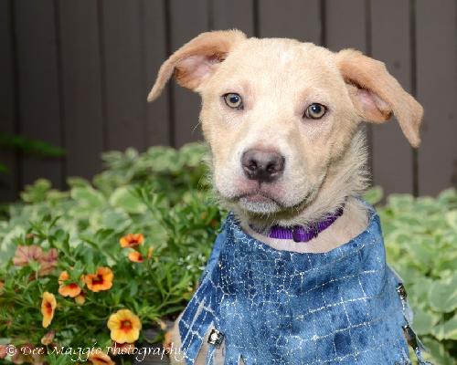 Blondie - ADOPTED 06.11.13