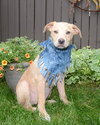 Blondie - ADOPTED 06.11.13
