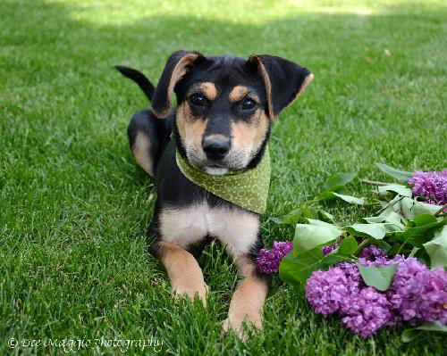 Rascal - ADOPTED 05.24.13