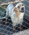 Topaz-ADOPTED 06.08.13