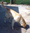 Topaz-ADOPTED 06.08.13