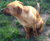 Hiker-ADOPTED 05.21.13