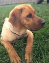 Hiker-ADOPTED 05.21.13