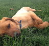 Hiker-ADOPTED 05.21.13