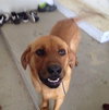 Hiker-ADOPTED 05.21.13
