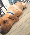 Hiker-ADOPTED 05.21.13