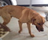 Hiker-ADOPTED 05.21.13