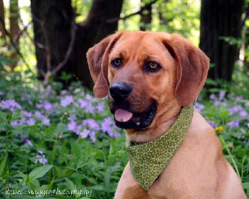 Hiker-ADOPTED 05.21.13