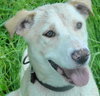 Wrangler-ADOPTED 09.14.13