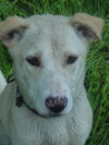 Wrangler-ADOPTED 09.14.13
