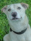 Wrangler-ADOPTED 09.14.13