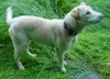 Wrangler-ADOPTED 09.14.13