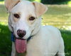 Wrangler-ADOPTED 09.14.13