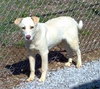 Wrangler-ADOPTED 09.14.13