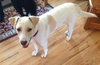 Wrangler-ADOPTED 09.14.13