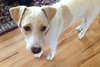 Wrangler-ADOPTED 09.14.13
