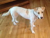 Wrangler-ADOPTED 09.14.13