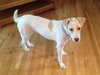 Wrangler-ADOPTED 09.14.13