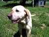 Mellow Yellow-ADOPTED 06.18.13