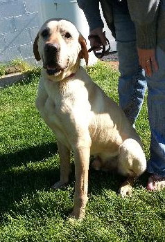 Mellow Yellow-ADOPTED 06.18.13