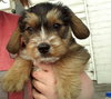 Rh Litter Gretel - ADOPTED 05.28.13