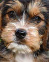 Rh Litter Gretel - ADOPTED 05.28.13