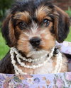 Rh Litter Gretel - ADOPTED 05.28.13